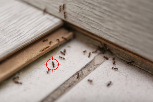 Best Insect Control  in Waipio, HI