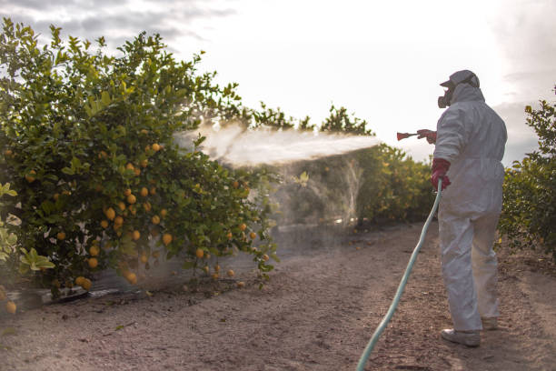 Best Local Pest Control Services  in Waipio, HI
