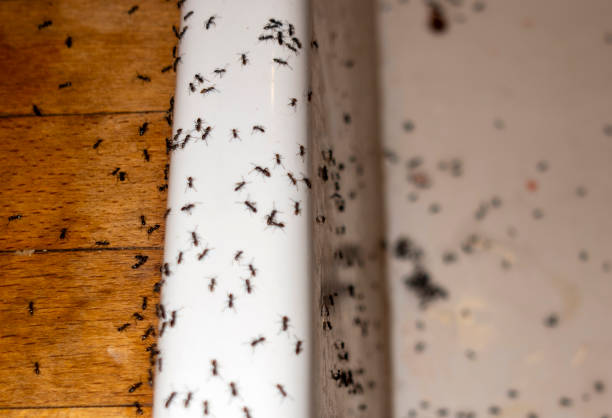 Professional Pest Control in Waipio, HI